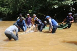 Delfín hembra de agua dulce rescatada en caño limón